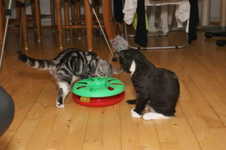 Blanding af racer Tyson billede 16