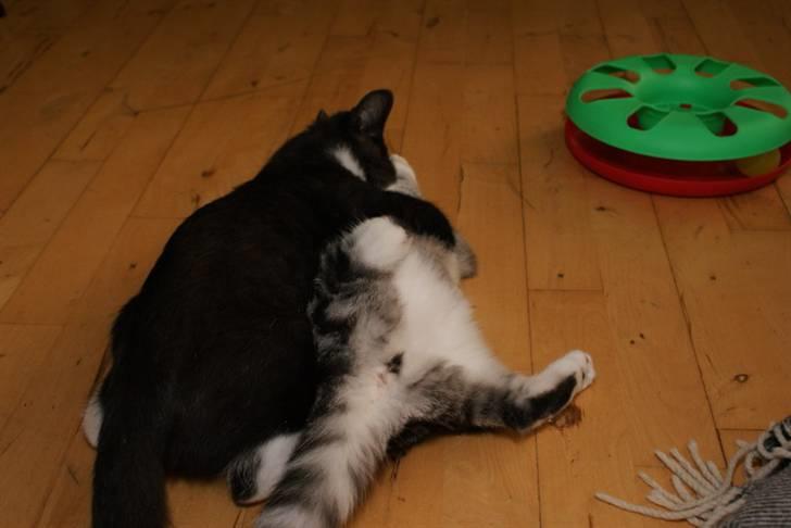 Blanding af racer Tyson - nu skal hun  få hende søster billede 17