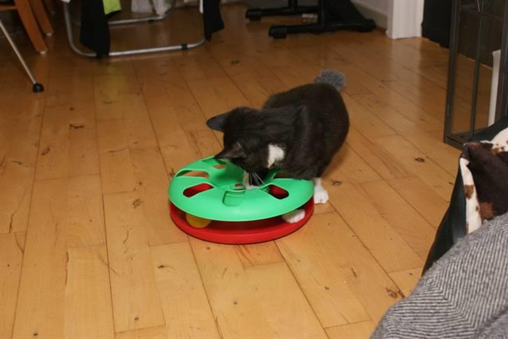 Blanding af racer Tyson billede 18