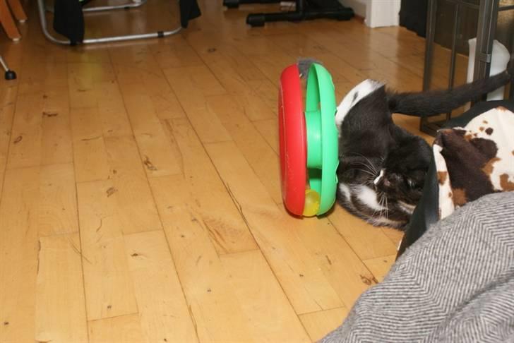 Blanding af racer Tyson - ups, nu væltede den med mig billede 19