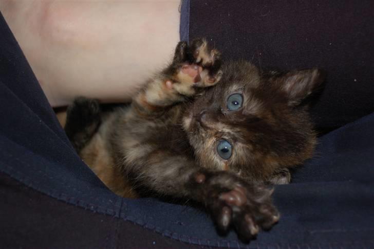 Blanding af racer Mini Bølle billede 1