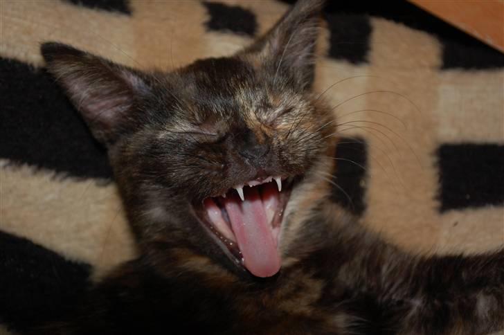 Blanding af racer Mini Bølle billede 2