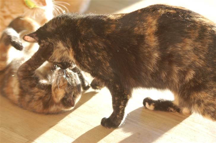 Blanding af racer Mini Bølle - Mor og datter leger.. billede 3