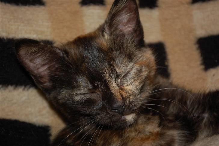 Blanding af racer Mini Bølle billede 4