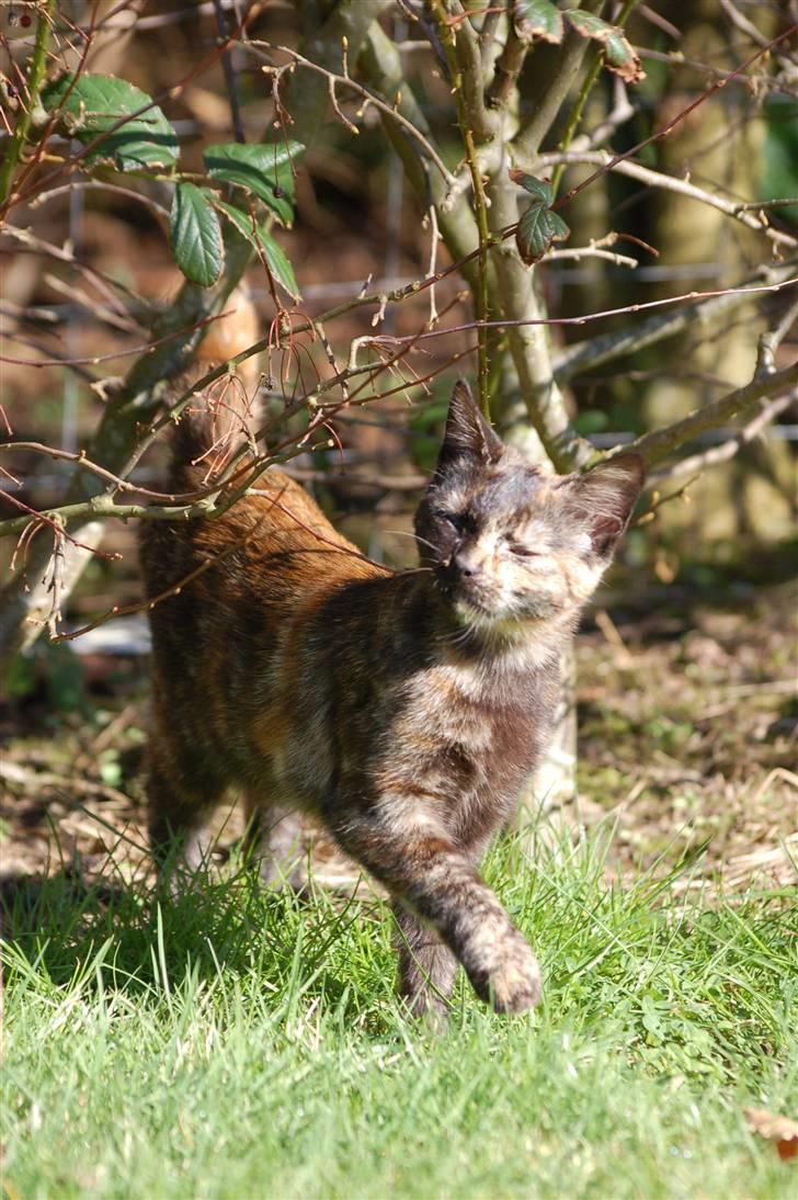 Blanding af racer Mini Bølle billede 5