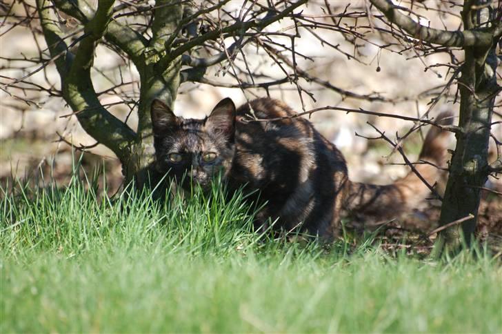 Blanding af racer Mini Bølle billede 6