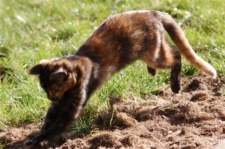 Blanding af racer Mini Bølle billede 7