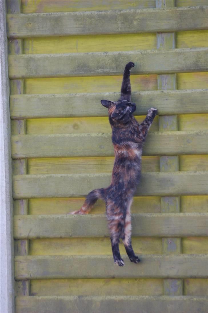 Blanding af racer Mini Bølle billede 8