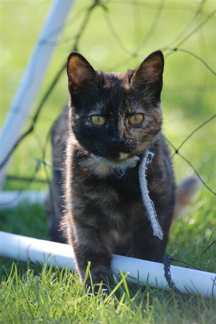 Blanding af racer Mini Bølle billede 9