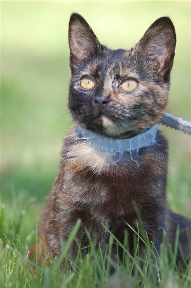 Blanding af racer Mini Bølle billede 10