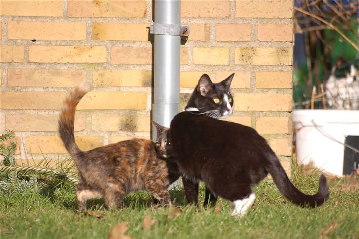 Blanding af racer Mini Bølle - Gemmer sig ved onkel Smalle  :) billede 11