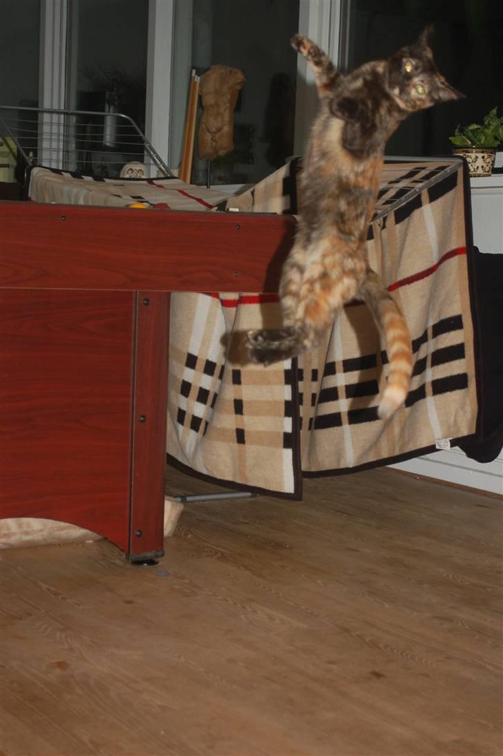 Blanding af racer Mini Bølle - Elsker hoppe efter musen leg .. billede 12