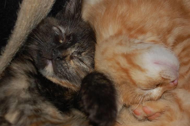 Blanding af racer Mini Bølle - Putter m brormand, røde missen billede 13