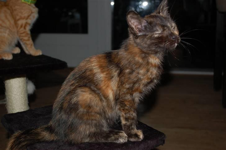 Blanding af racer Mini Bølle billede 14