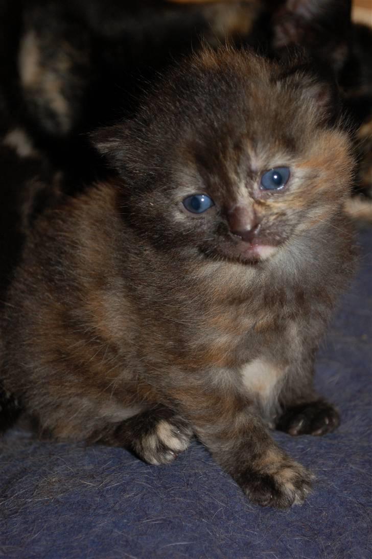 Blanding af racer Mini Bølle billede 15