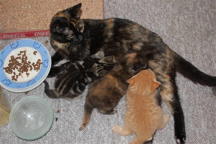 Blanding af racer Mini Bølle billede 16