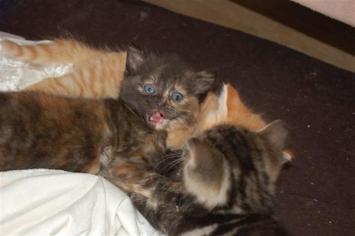 Blanding af racer Mini Bølle billede 17