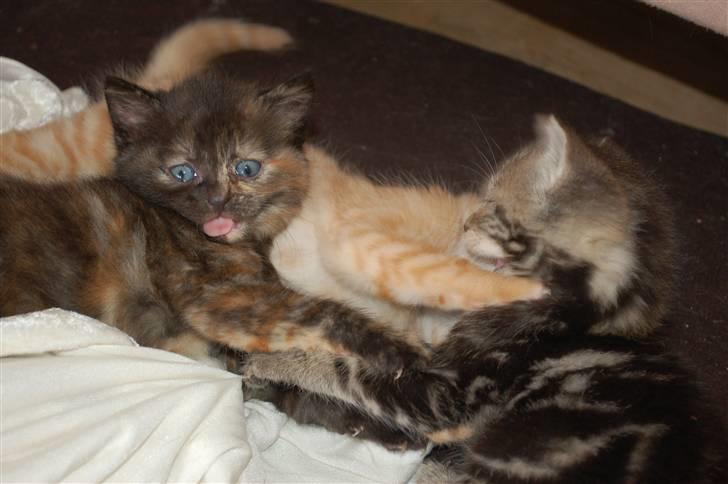 Blanding af racer Mini Bølle billede 18