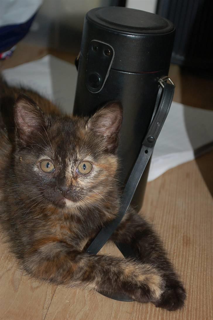 Blanding af racer Mini Bølle billede 19