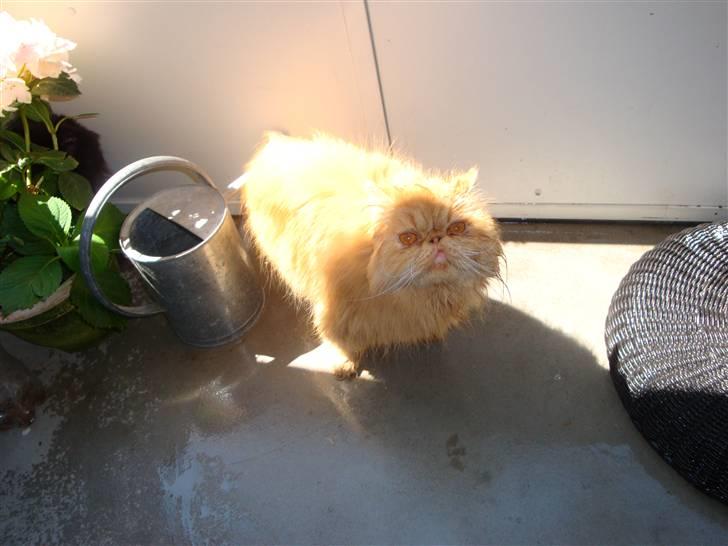 Perser Gizmoe billede 19