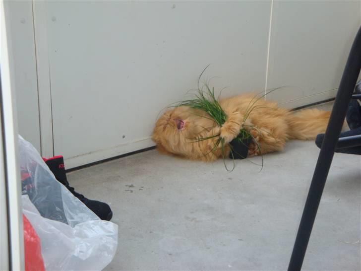 Perser Gizmoe billede 20