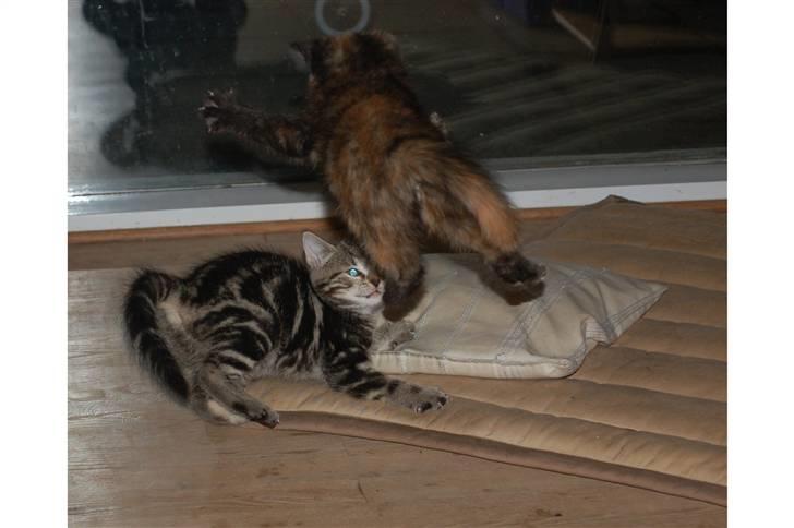 Blanding af racer Mini Bølle - Weee.. her kommer Mini.. billede 20