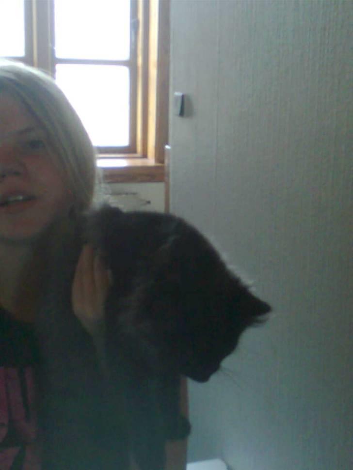 Norsk Skovkat lady"solgt" billede 8