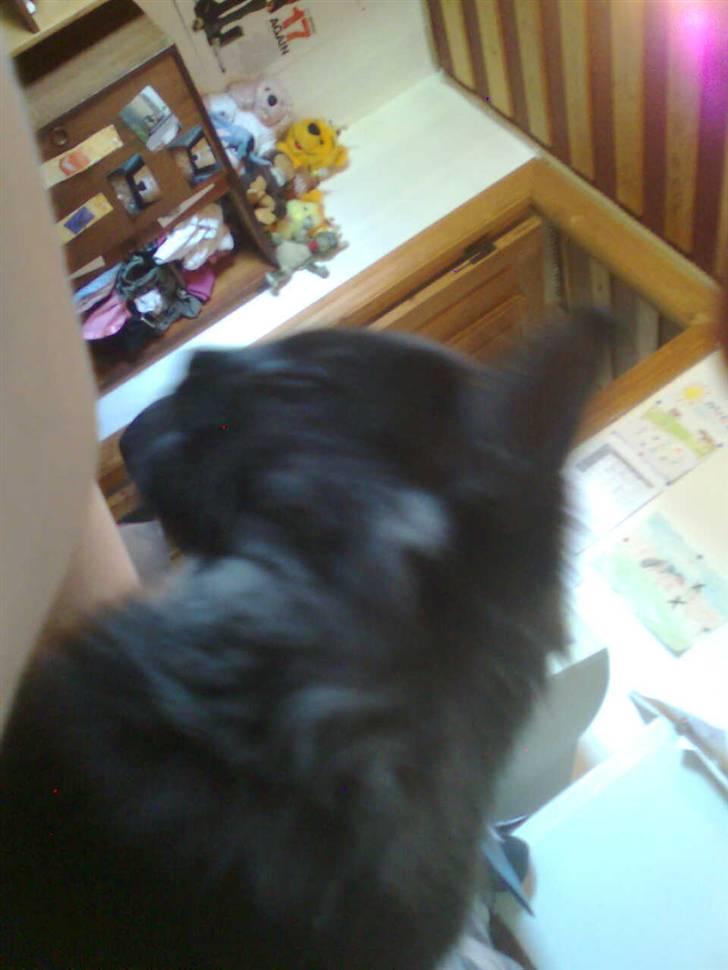 Norsk Skovkat lady"solgt" billede 9