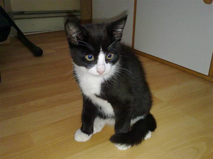 Blanding af racer Charmie billede 1