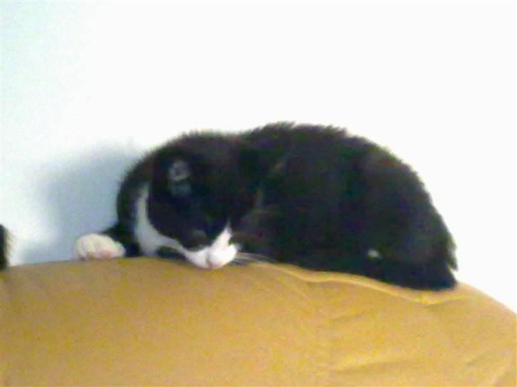 Blanding af racer Charmie billede 2