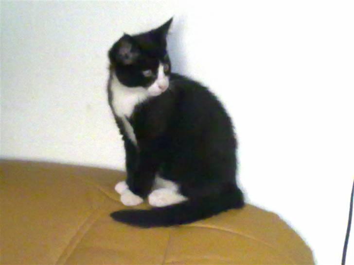 Blanding af racer Charmie billede 4