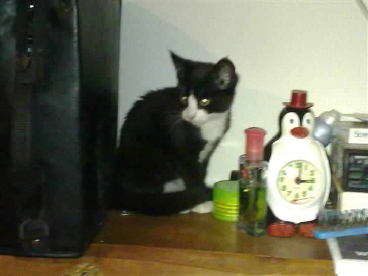 Blanding af racer Charmie billede 5