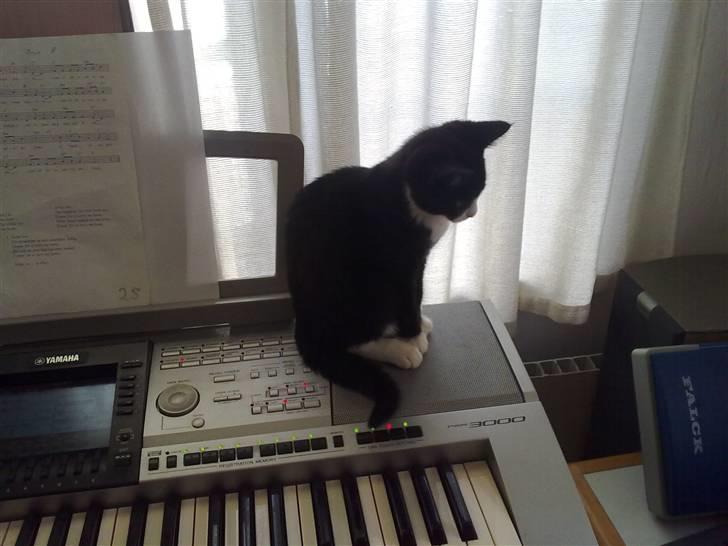 Blanding af racer Charmie billede 6