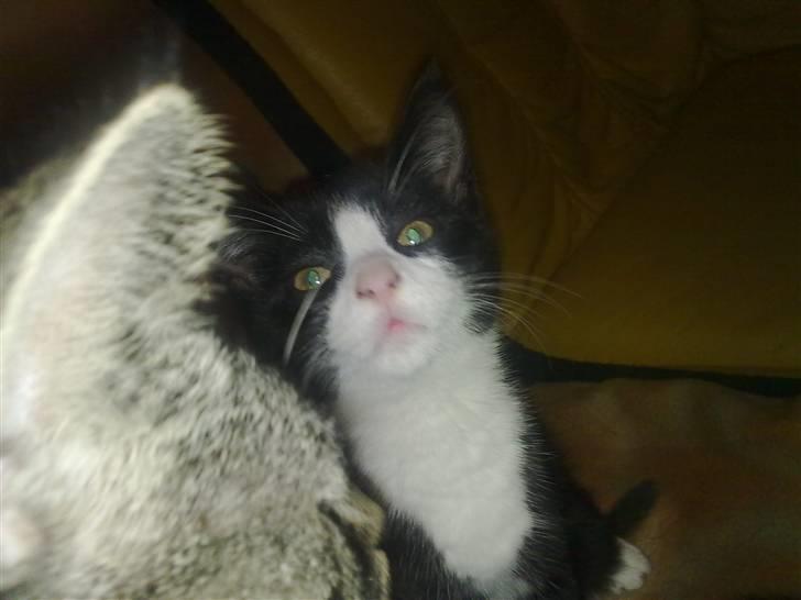 Blanding af racer Charmie billede 7