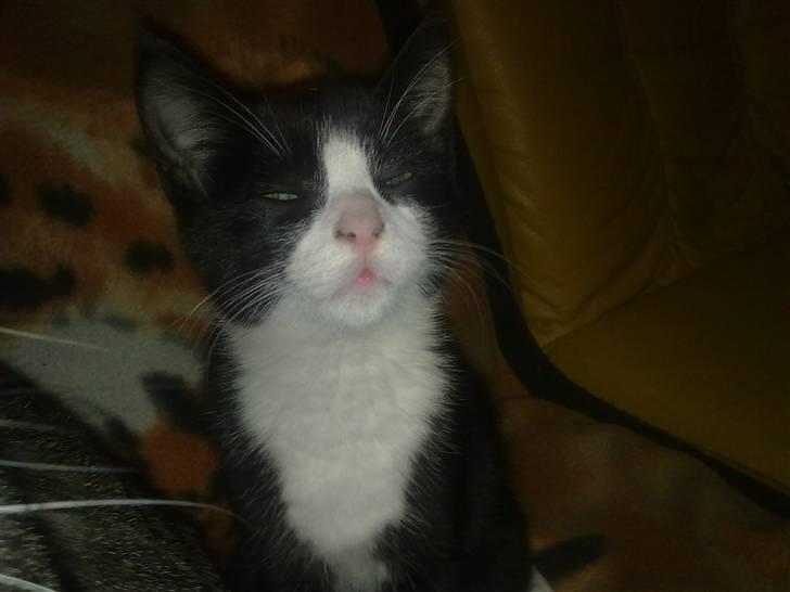 Blanding af racer Charmie billede 8