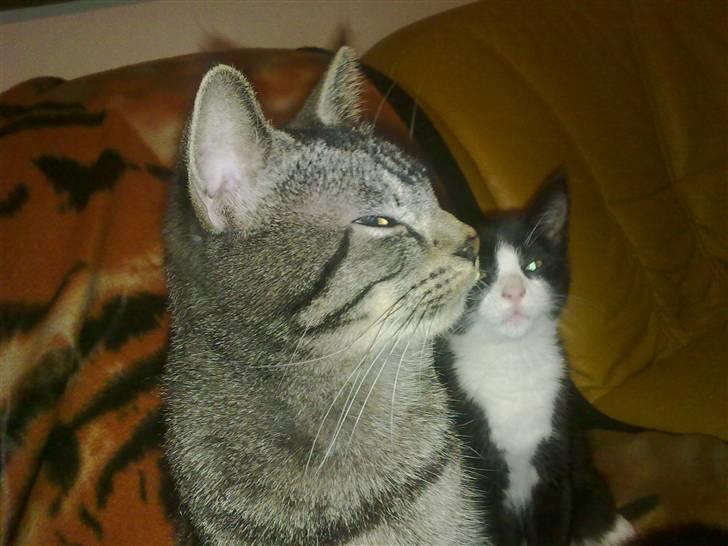 Blanding af racer Charmie billede 9