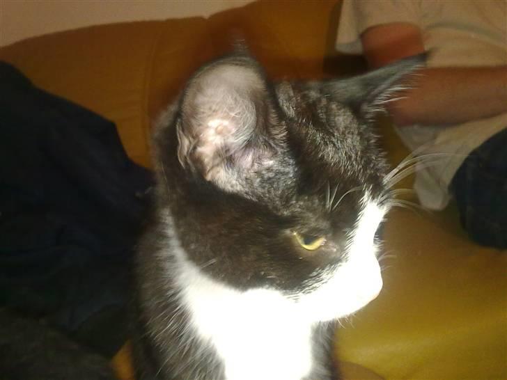 Blanding af racer Charmie billede 10