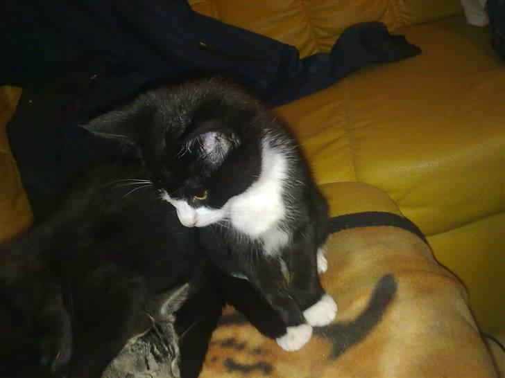 Blanding af racer Charmie billede 11