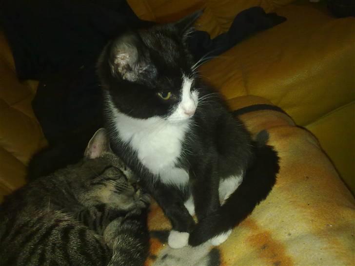 Blanding af racer Charmie billede 12