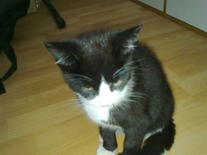 Blanding af racer Charmie billede 13