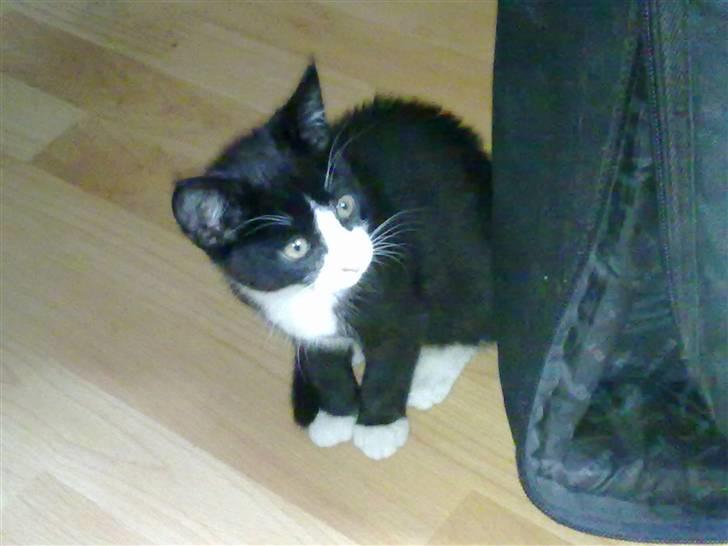 Blanding af racer Charmie billede 14