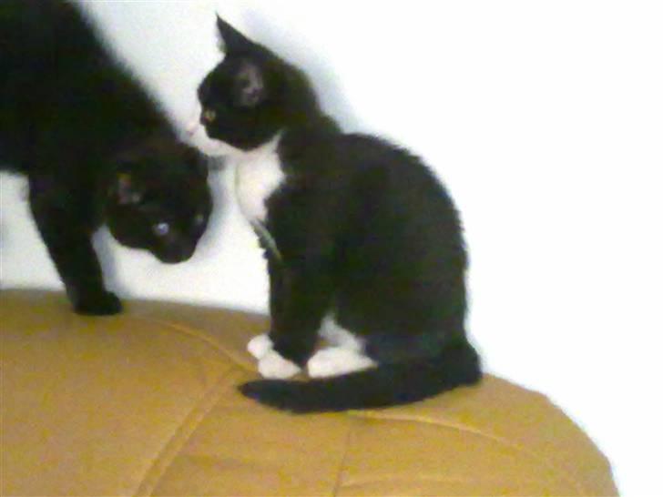 Blanding af racer Charmie billede 15