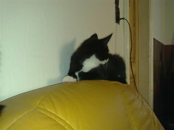 Blanding af racer Charmie billede 16