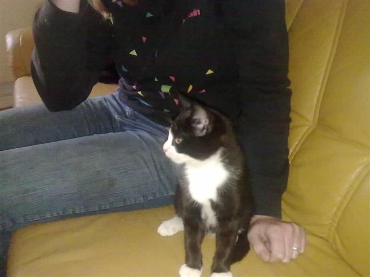 Blanding af racer Charmie billede 17