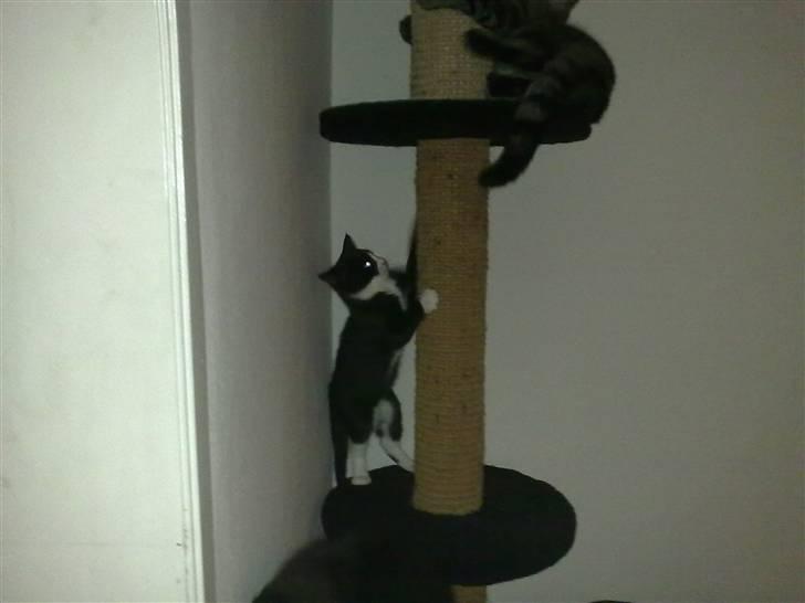 Blanding af racer Charmie billede 18