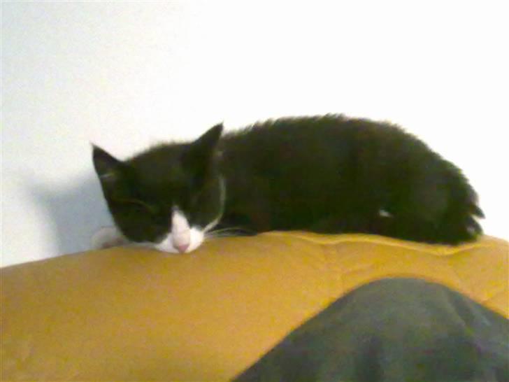 Blanding af racer Charmie billede 19