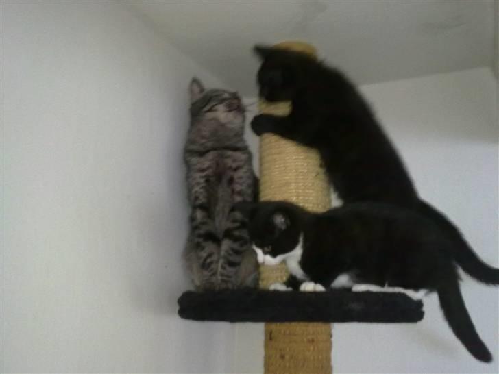 Blanding af racer Charmie billede 20