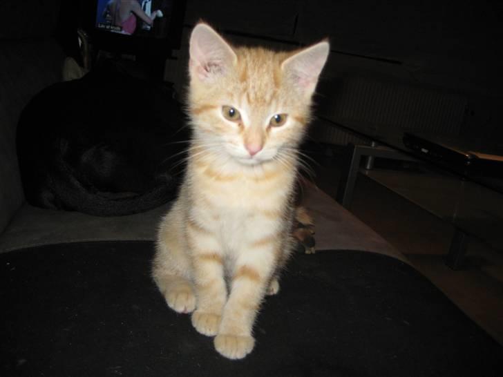 Huskat Bailey billede 1