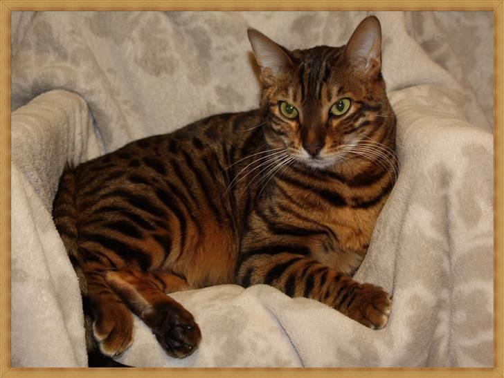 Bengal Danger After Dark - Her er Danger... han er vores nye familiemedlem. Aldrig har jeg mødt SÅ lækker en personlighed.... Jeg er forelsket :-) billede 1