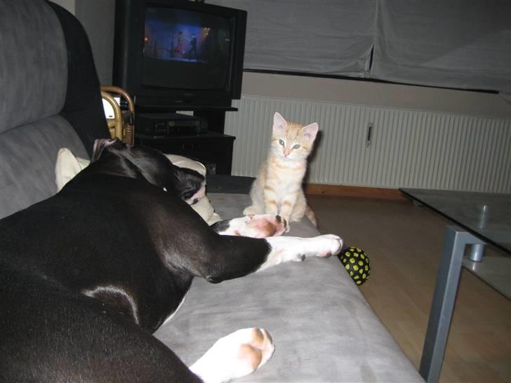 Huskat Bailey billede 2